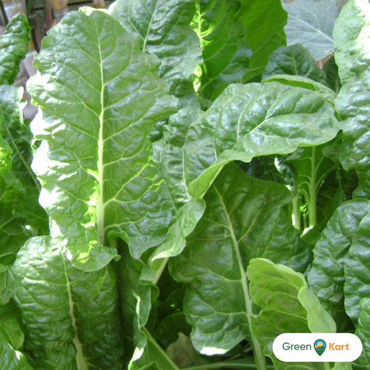 Spinach