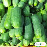 Cucumber box of 6