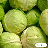 Cabbage head