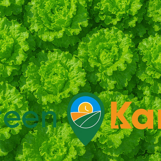 Lettuce box
